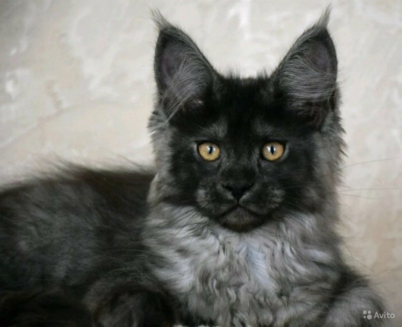 Кот Мейн кун черный дым