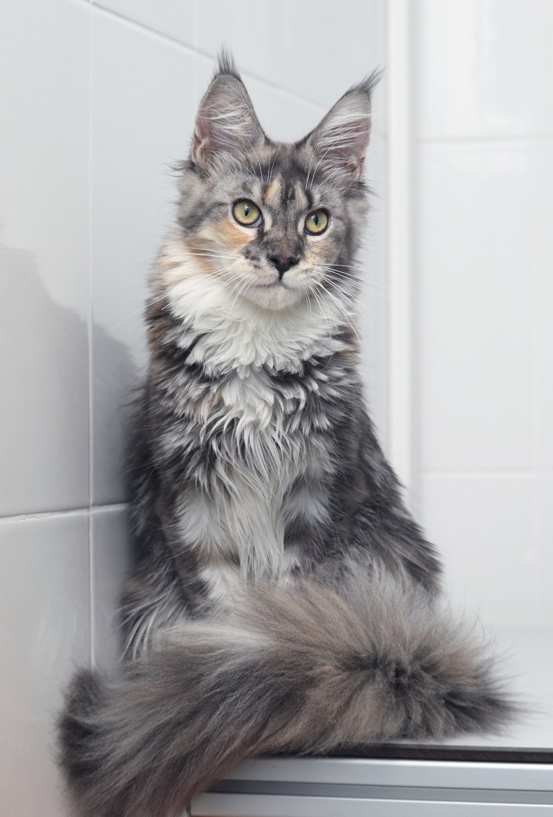Мейнкун кот