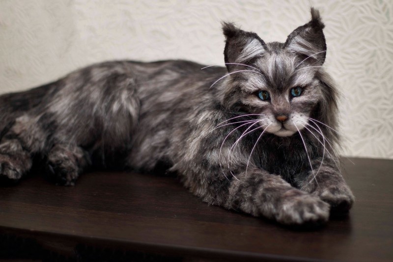 Мейн кун серый котенок