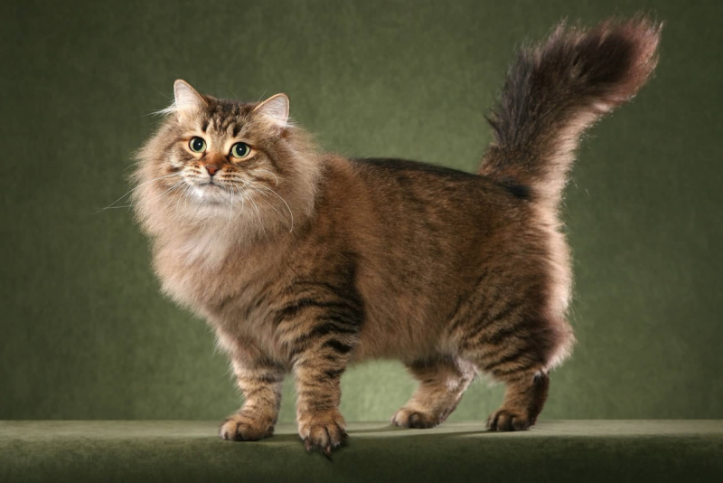 Сибирский длинношерстный кот