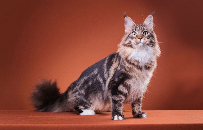 Норвежский Лесной кот Braun