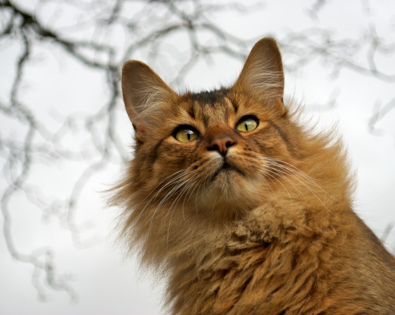 Кот с янтарными глазами