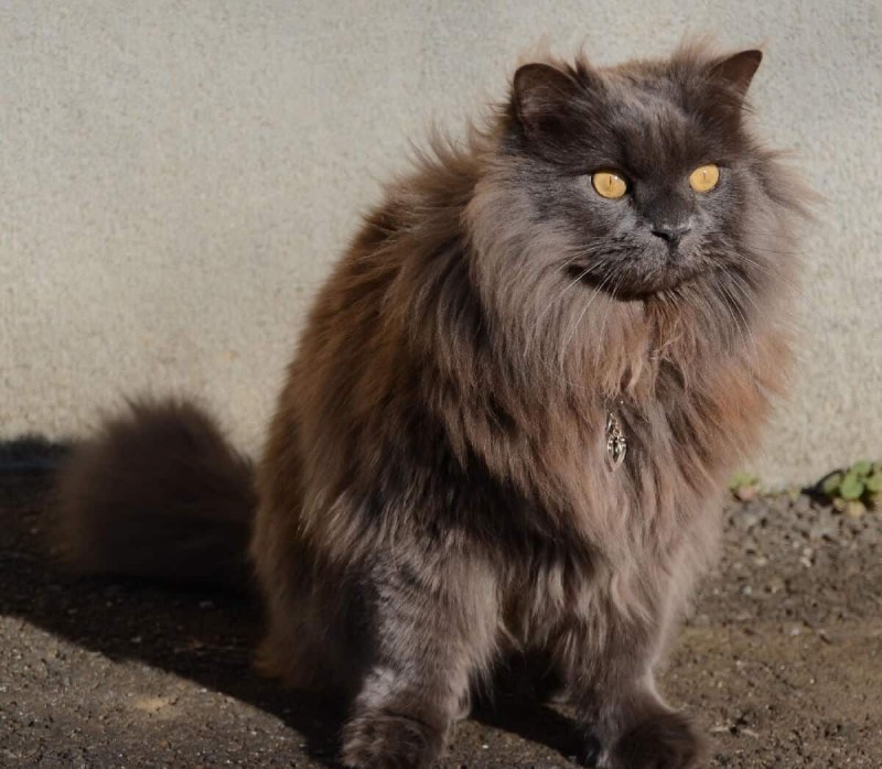 Коричневый полосатый кот