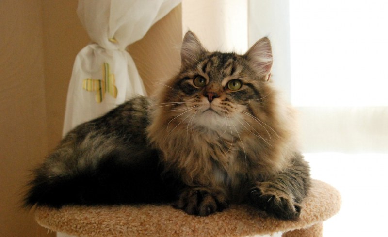 Сибирская кошка