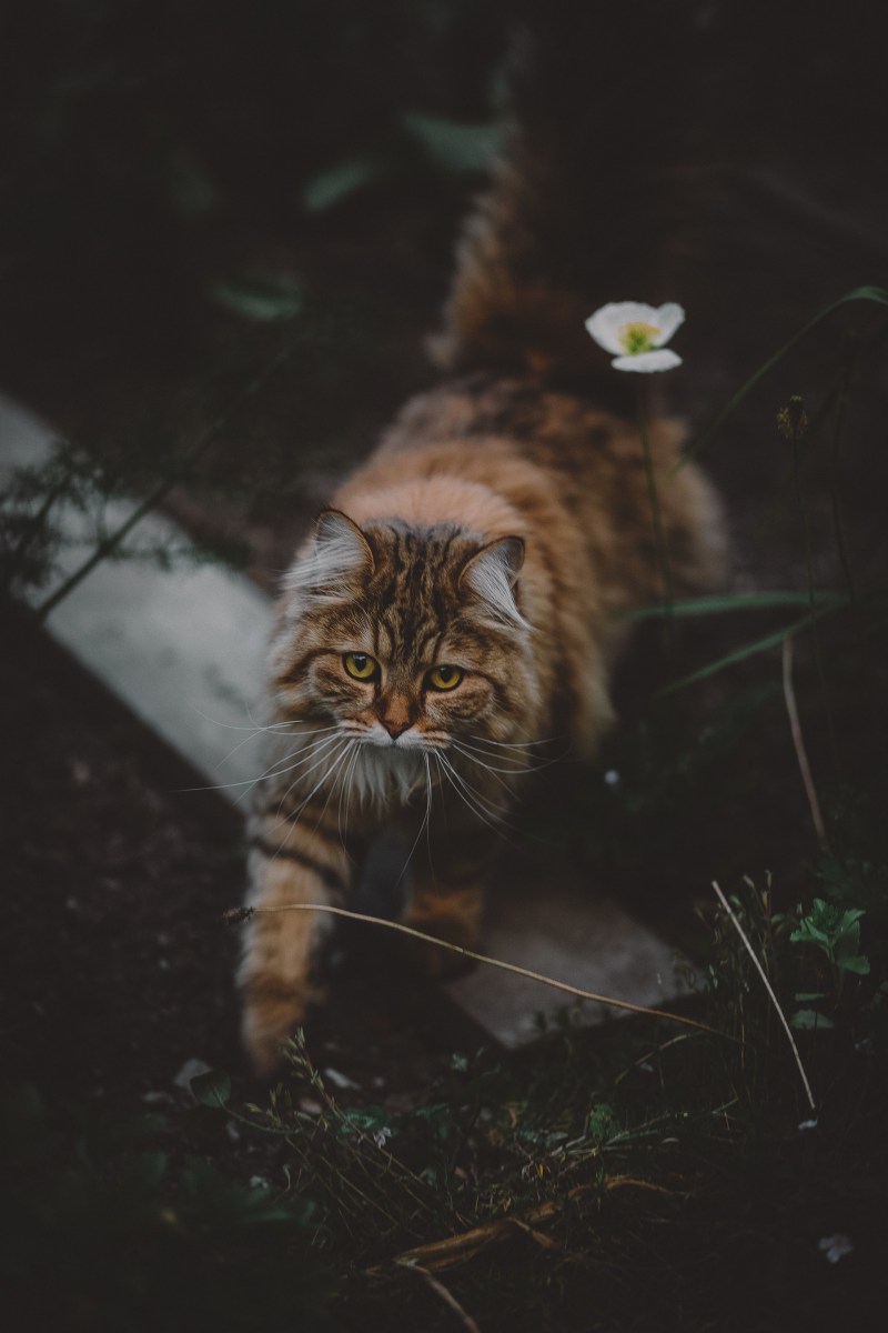 Сибирская кошка