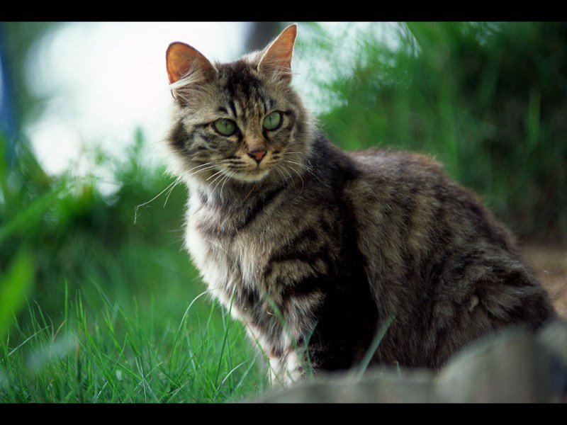 Трёхцветная кошка Сибирская кошка