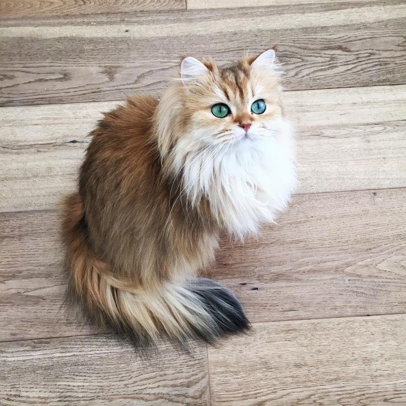 Сибирская кошка биколор
