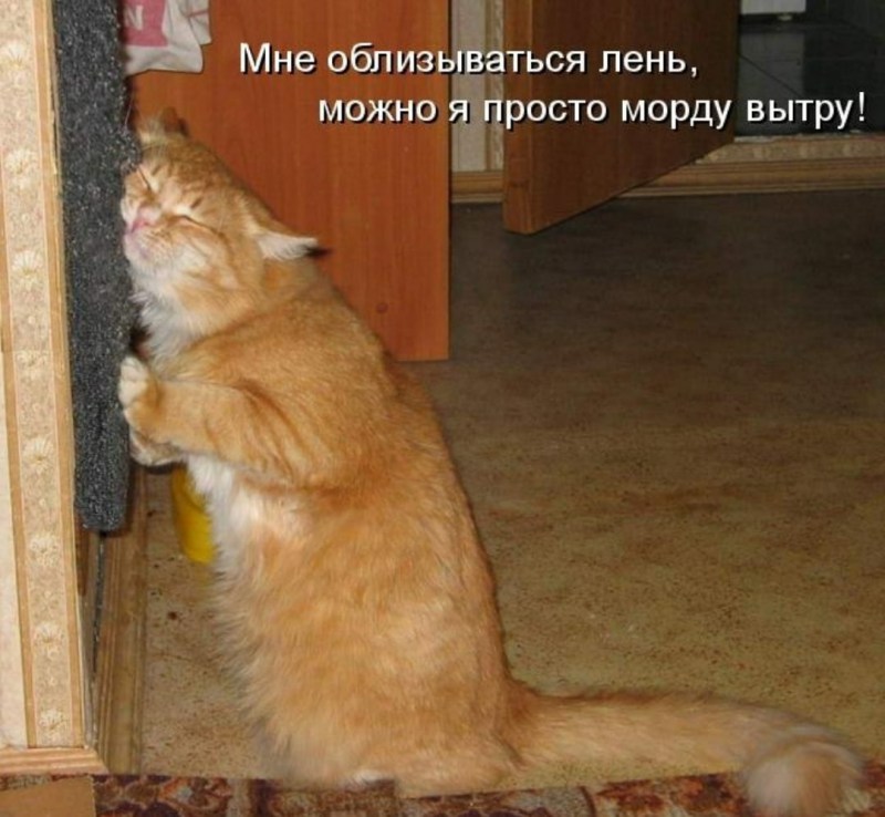 Анекдоты про кошек и хозяев