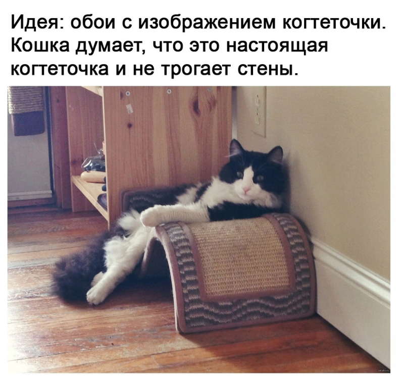 Кот подрал кресло