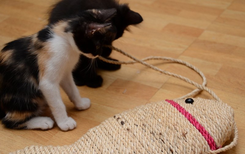 Коты и когтеточка