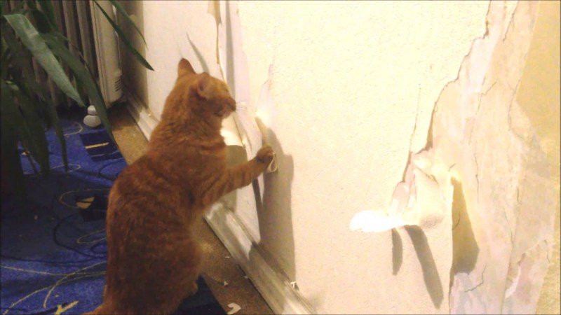 Ободранный кот