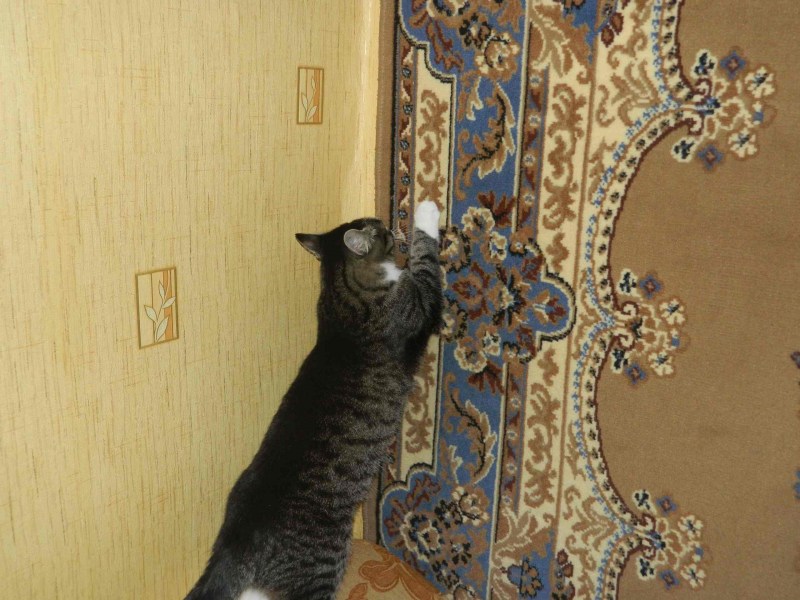 Подранный котом ковер