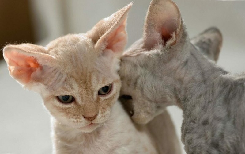 Коты породы Девон рекс