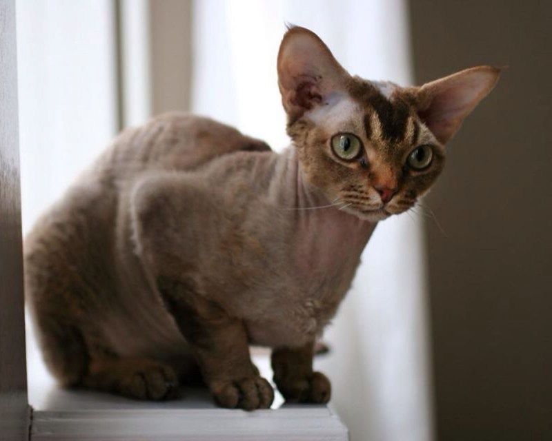 Кошки с очень короткой шерстью