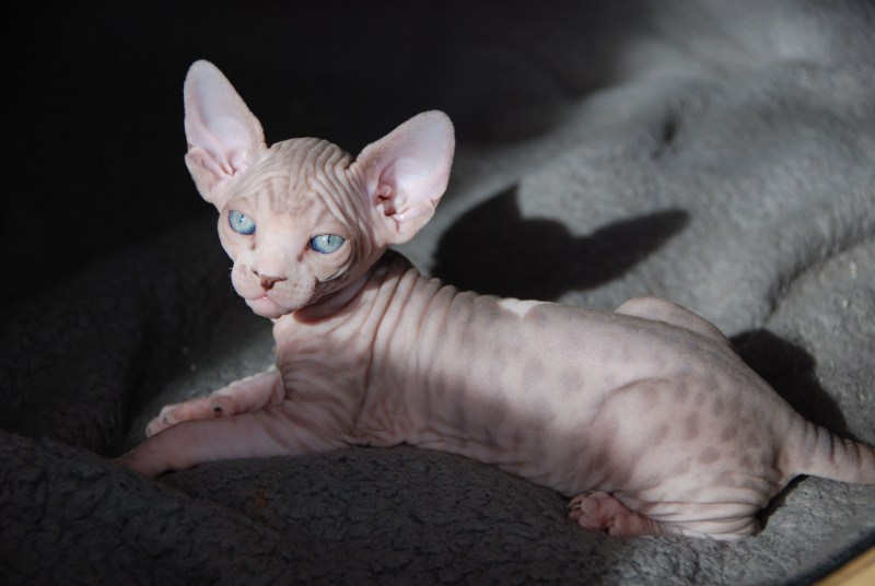 Кот сфинкс