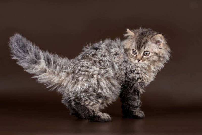 Коты Селкирк рекс