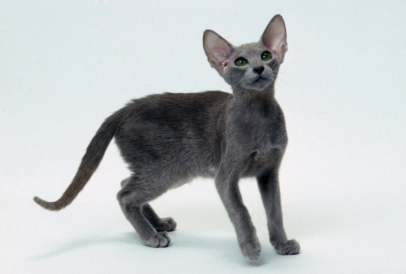 Ориентальная короткошерстная котенок