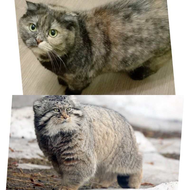 Распечатать Палласова кота