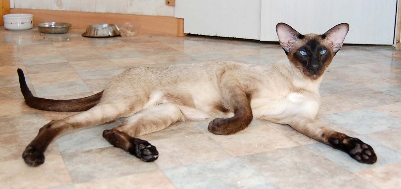 Кошки которые не линяют