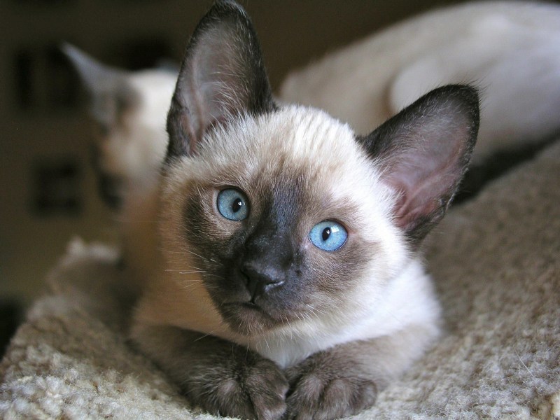 Сиамская кошка котенок