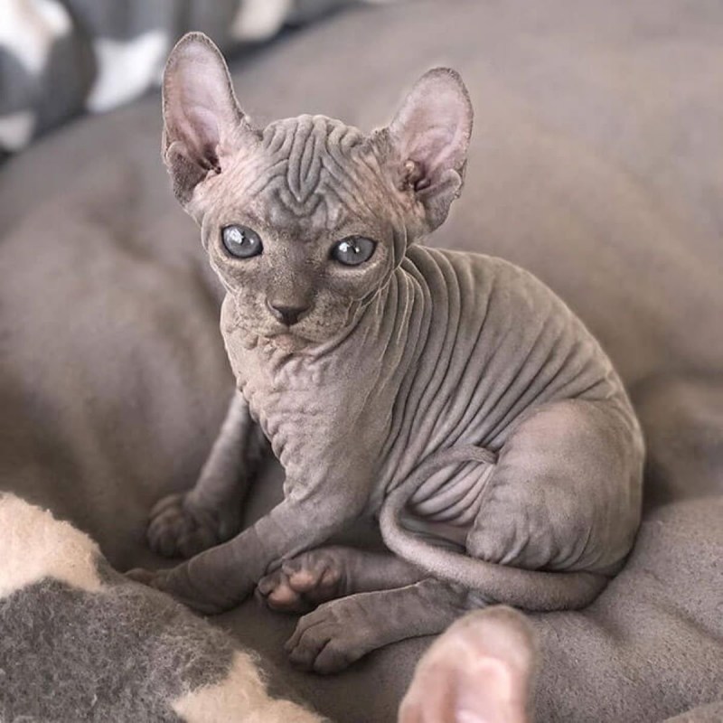 Коты породы сфинкс
