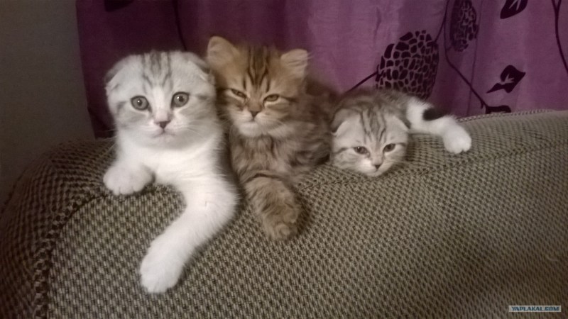 Шотландские короткошерстные котята