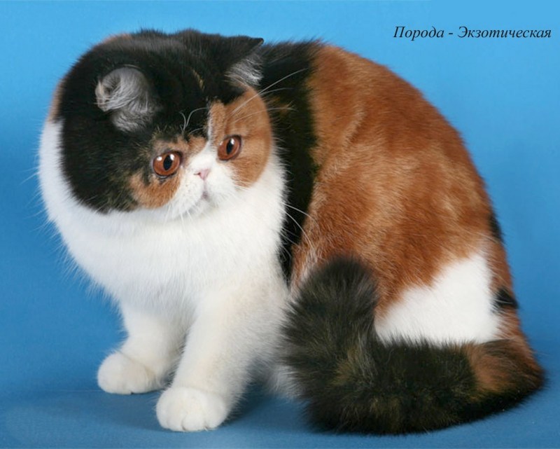 Кот Манчкин вислоухий