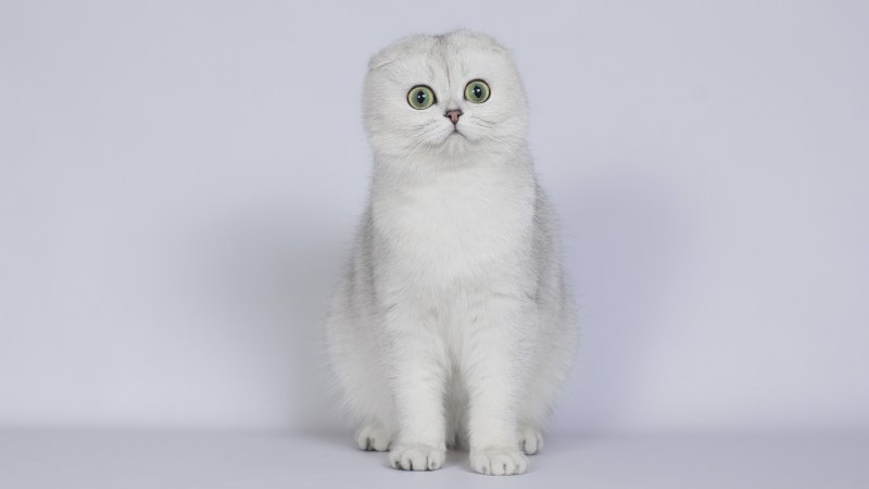 Шотландские котята скоттиш страйт