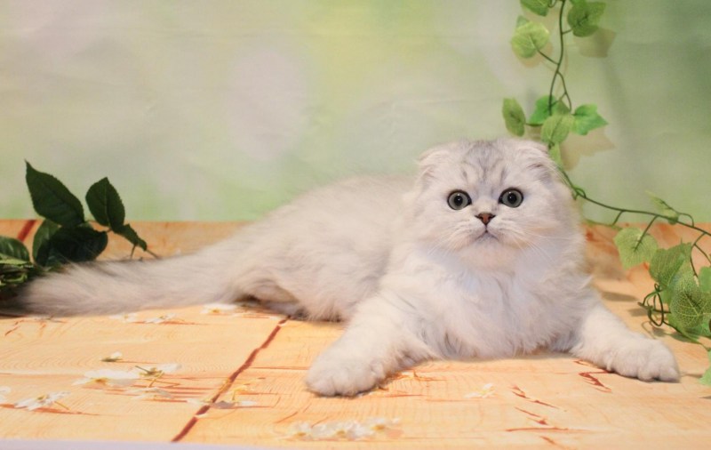 Новорожденные котята вислоухие