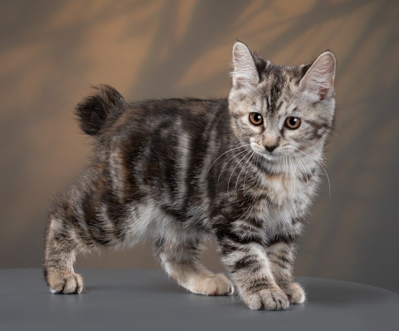 Highland Fold кошка