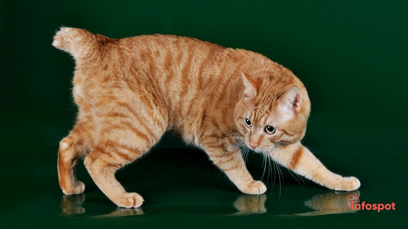 Бобтейл котенок вислоухий