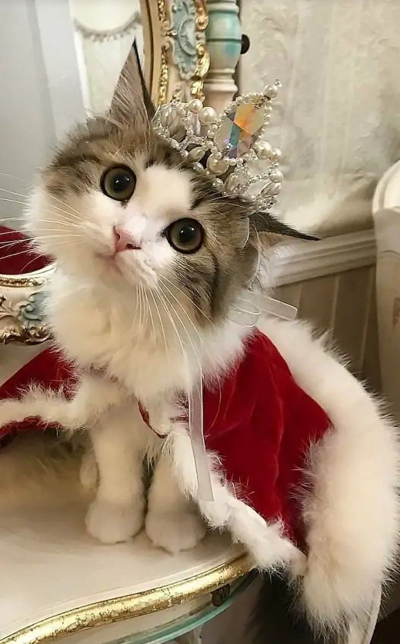 Смешные котята