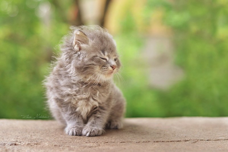Котенок на ветру