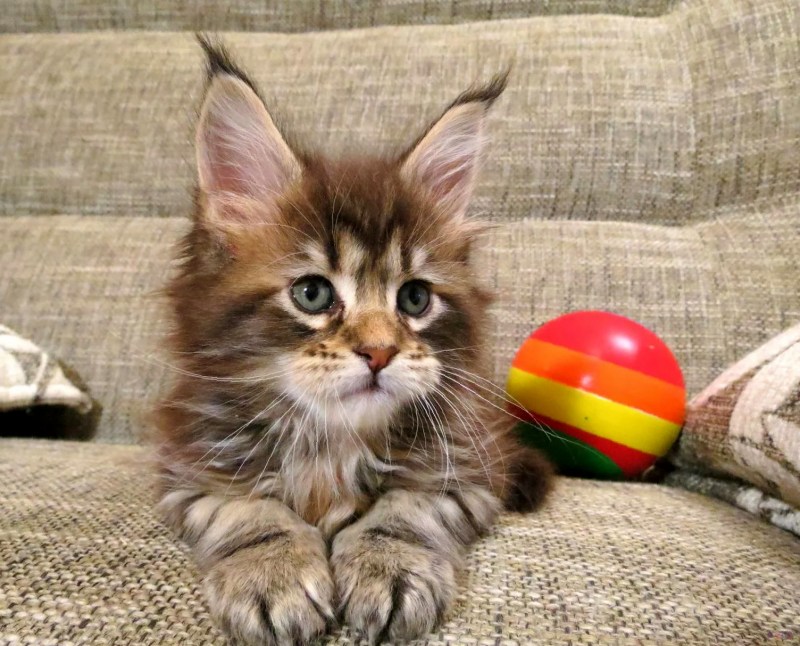 Забавные котята
