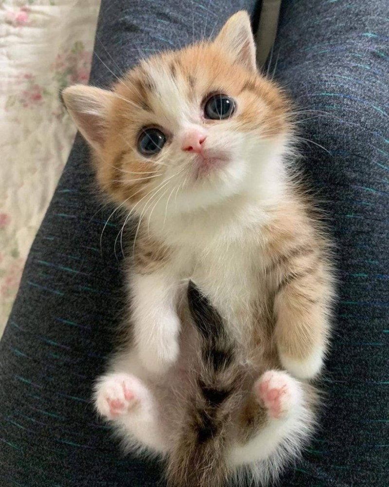 Смешные котята
