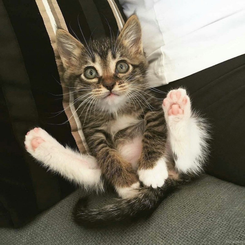 Кот с вытянутыми лапами
