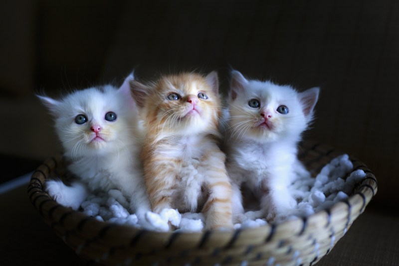 Маленький котенок