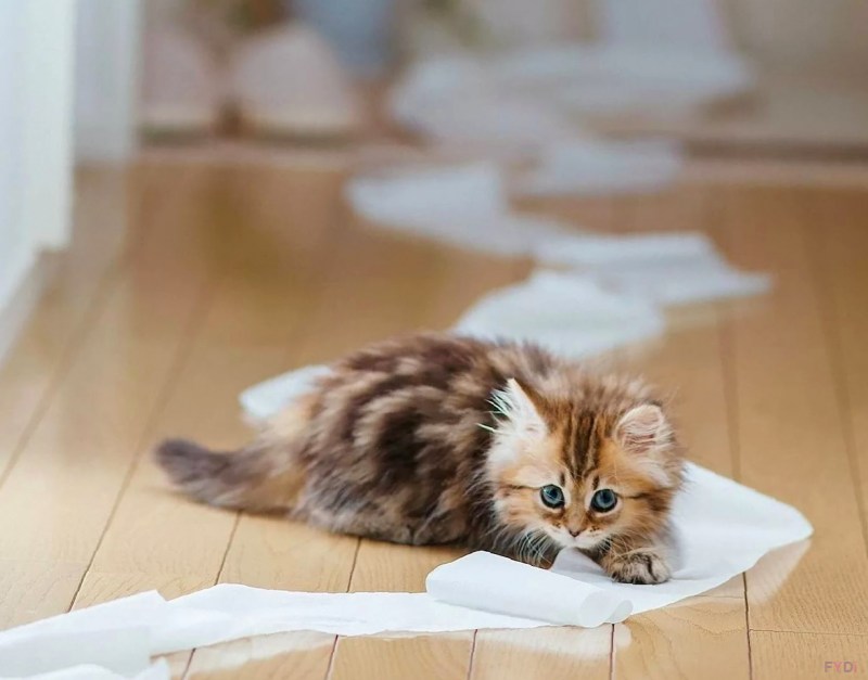 Котята милашки смешные