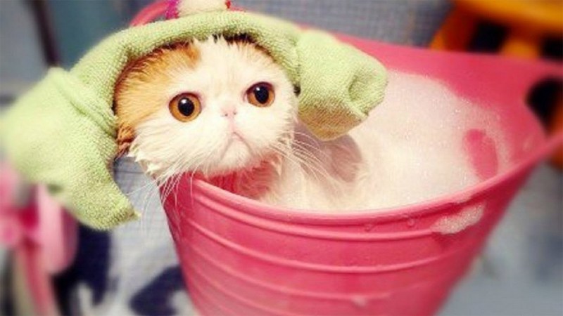 Котики няшки