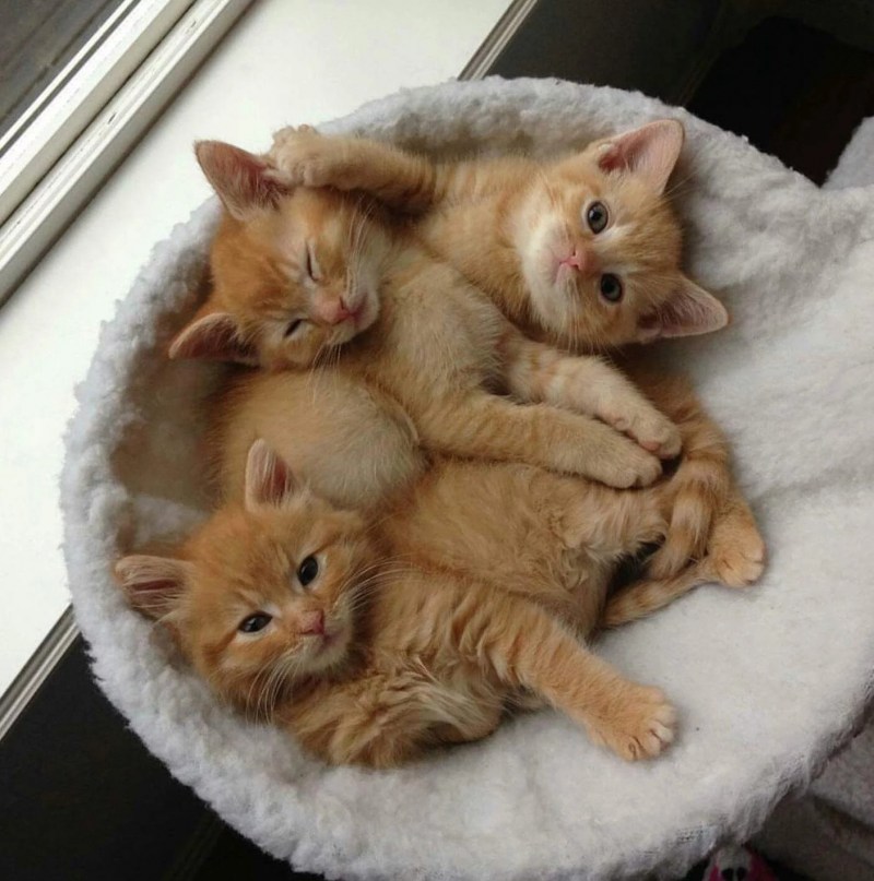 Потешные котята