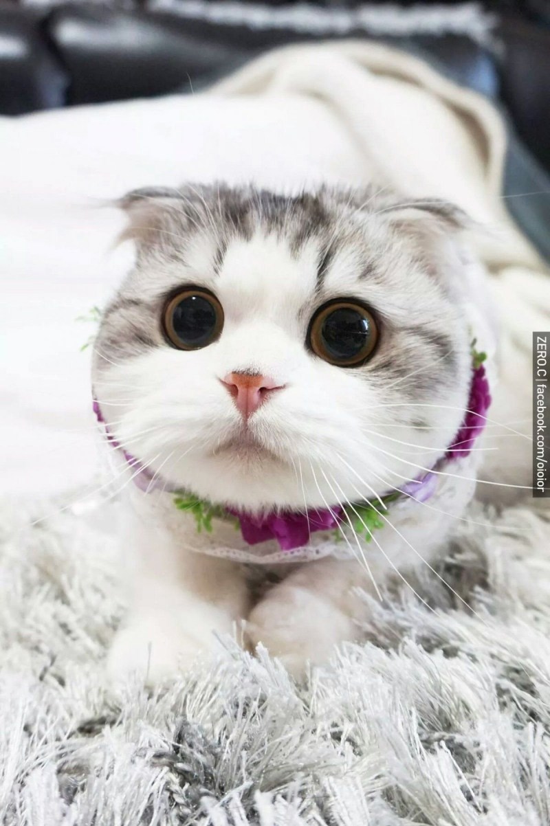 Смешной милый кот