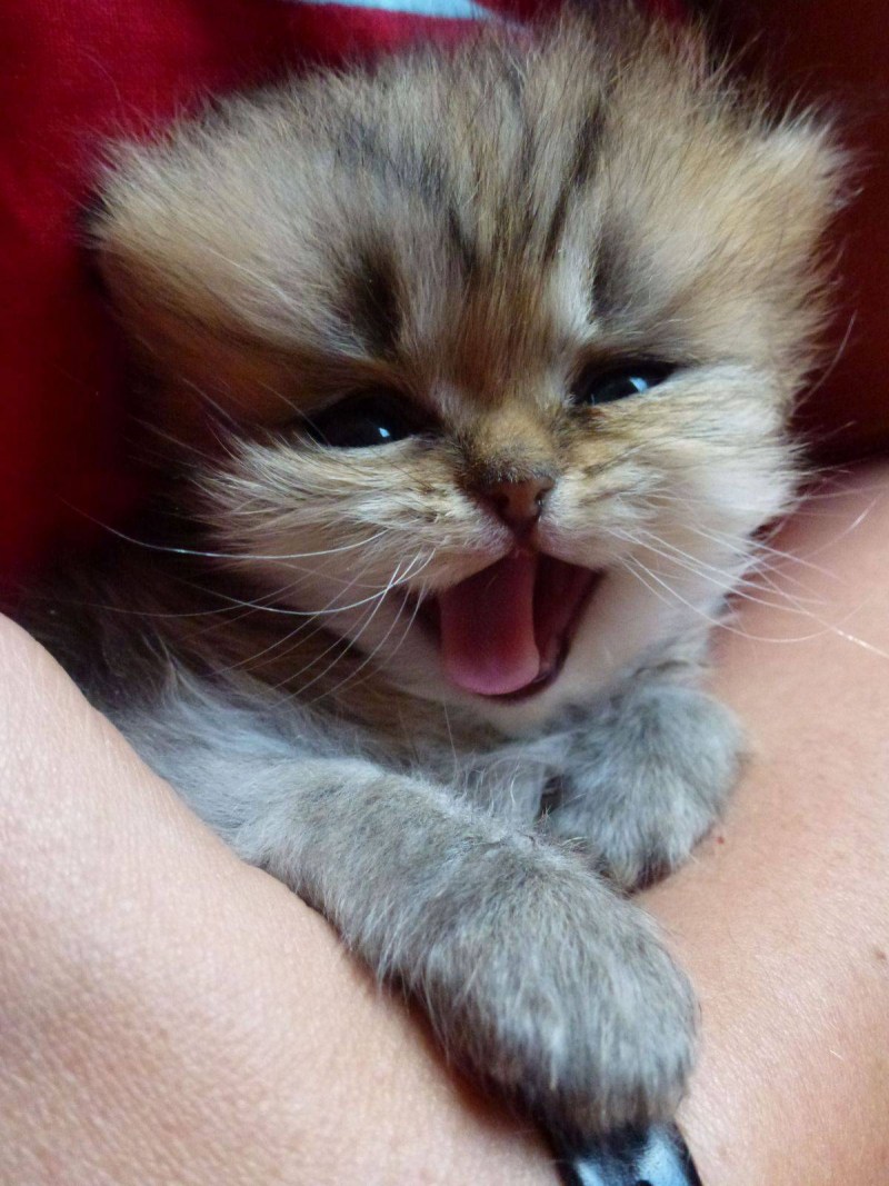 Смешные котята