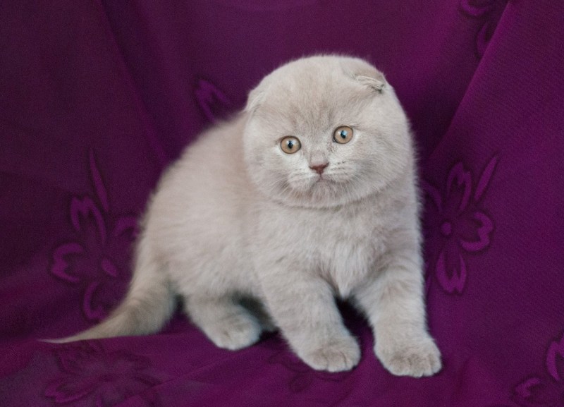 Шотланская Веселуха кошка