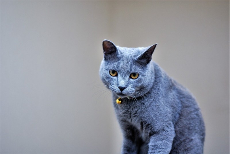 Кошка серая
