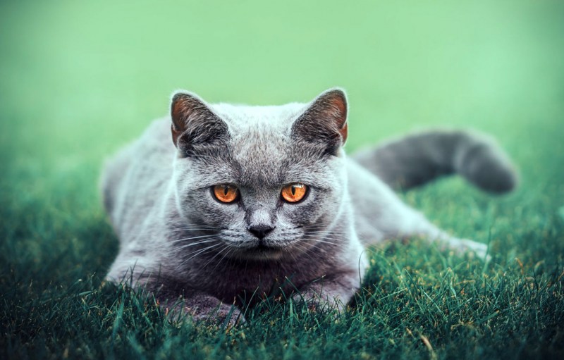 Британская кошка