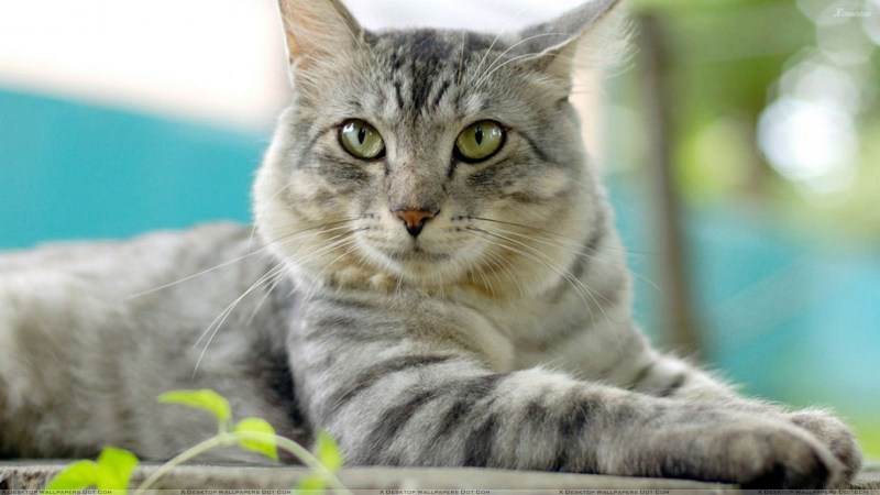 Кошка серая