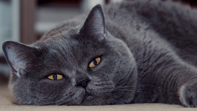 Британская кошка короткошерстная серая