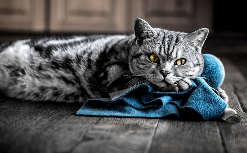 Кошка серая