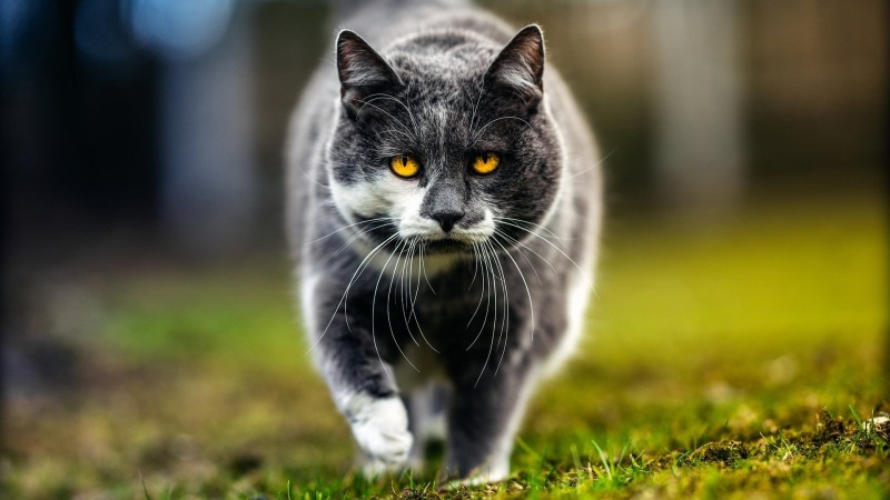 Картинки на рабочий стол кот