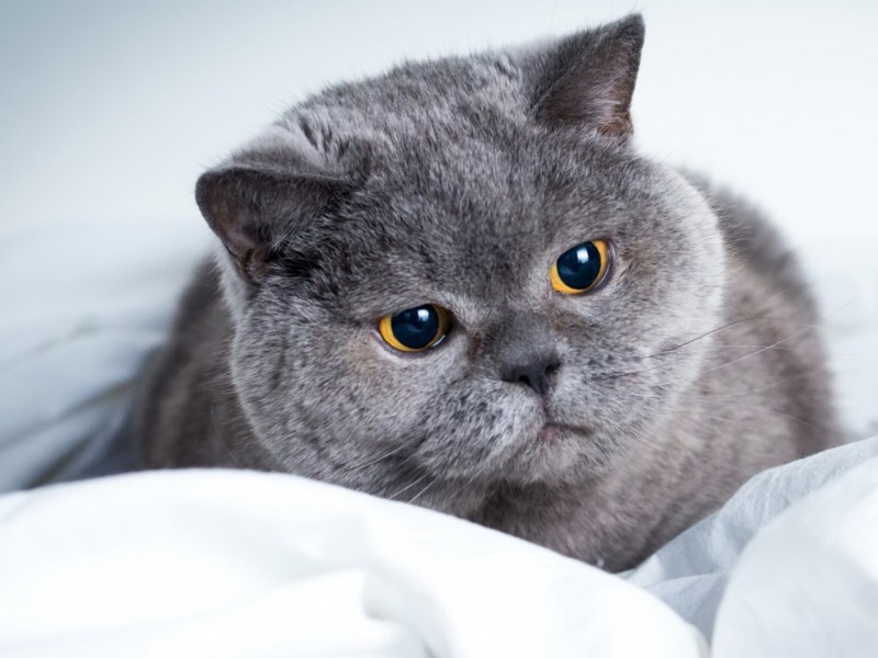 Русская голубая кошка